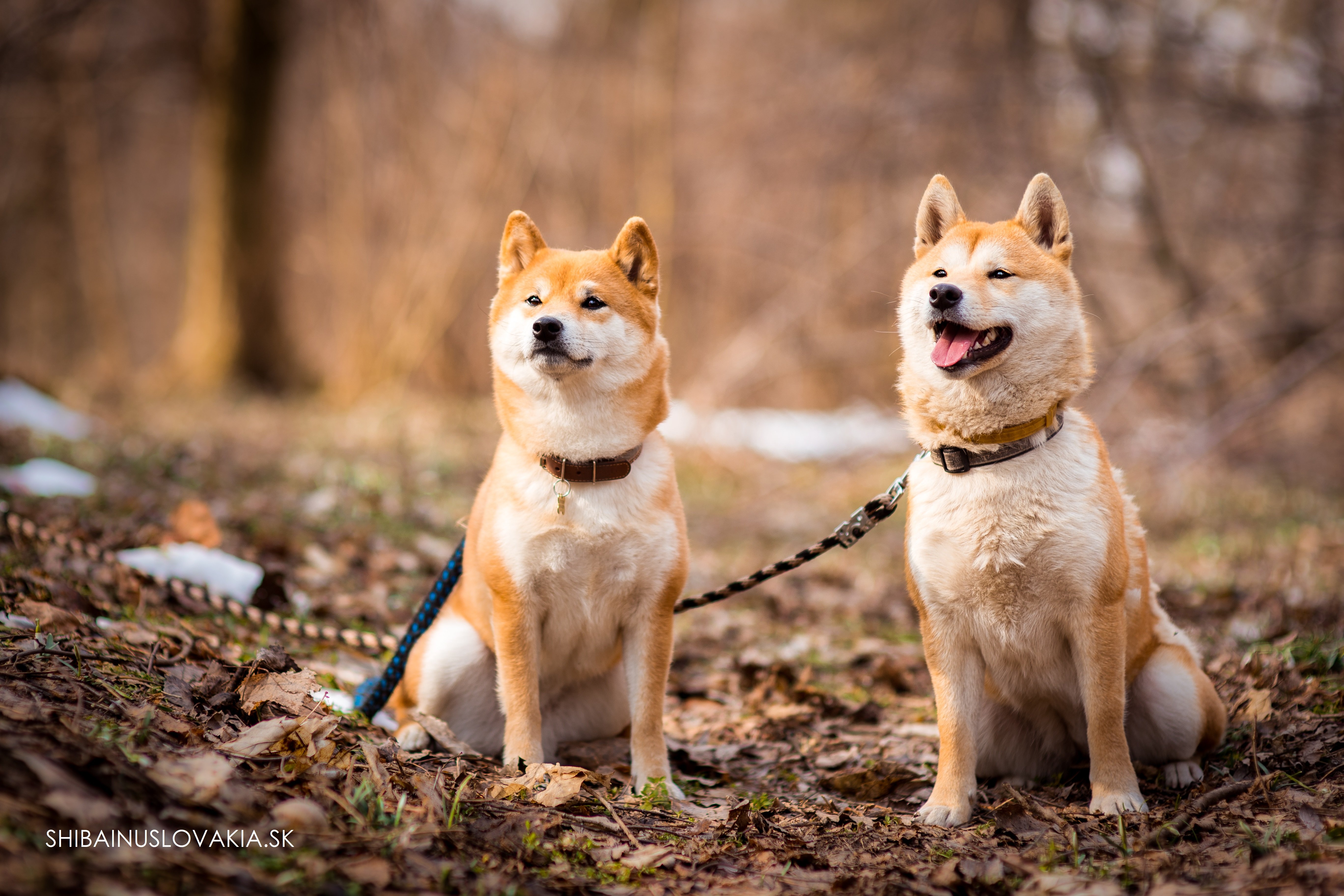 SHIBA_INU_SLOVAKIA1.jpg