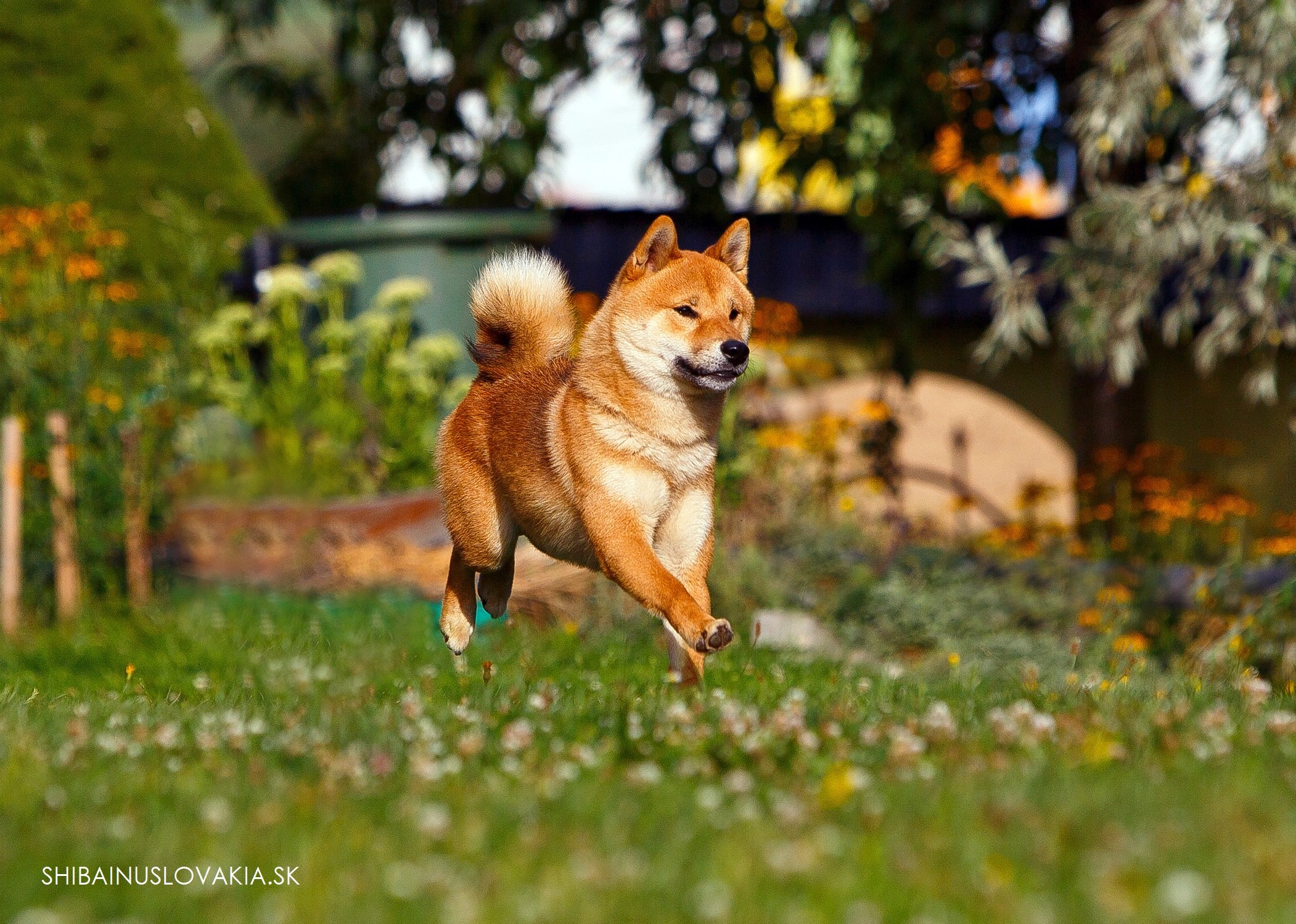 SHIBA_INU_SLOVAKIA_TIANITO.JPG