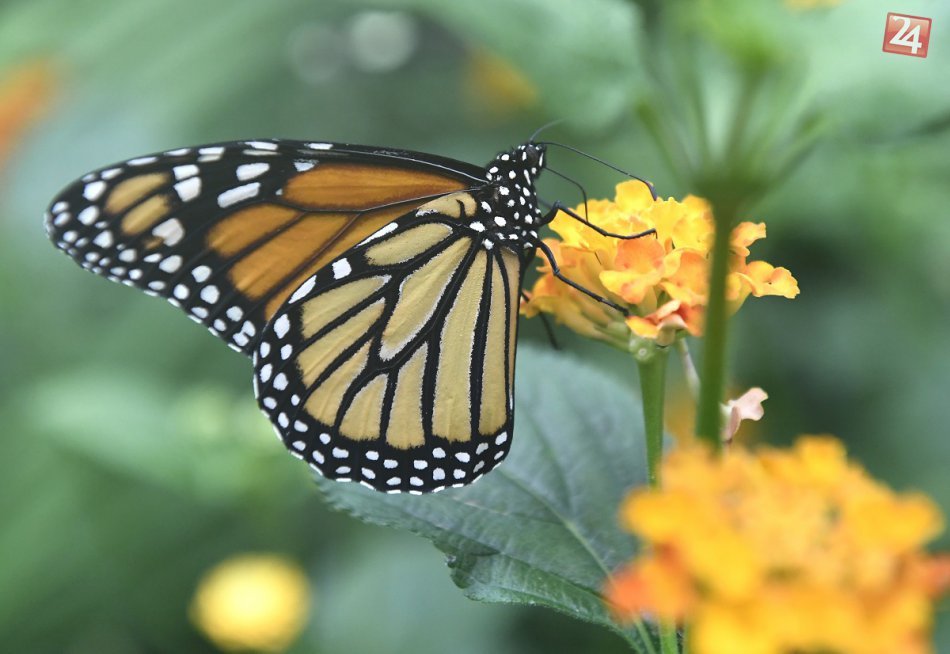 motyle02-22-5-2018526196.jpg