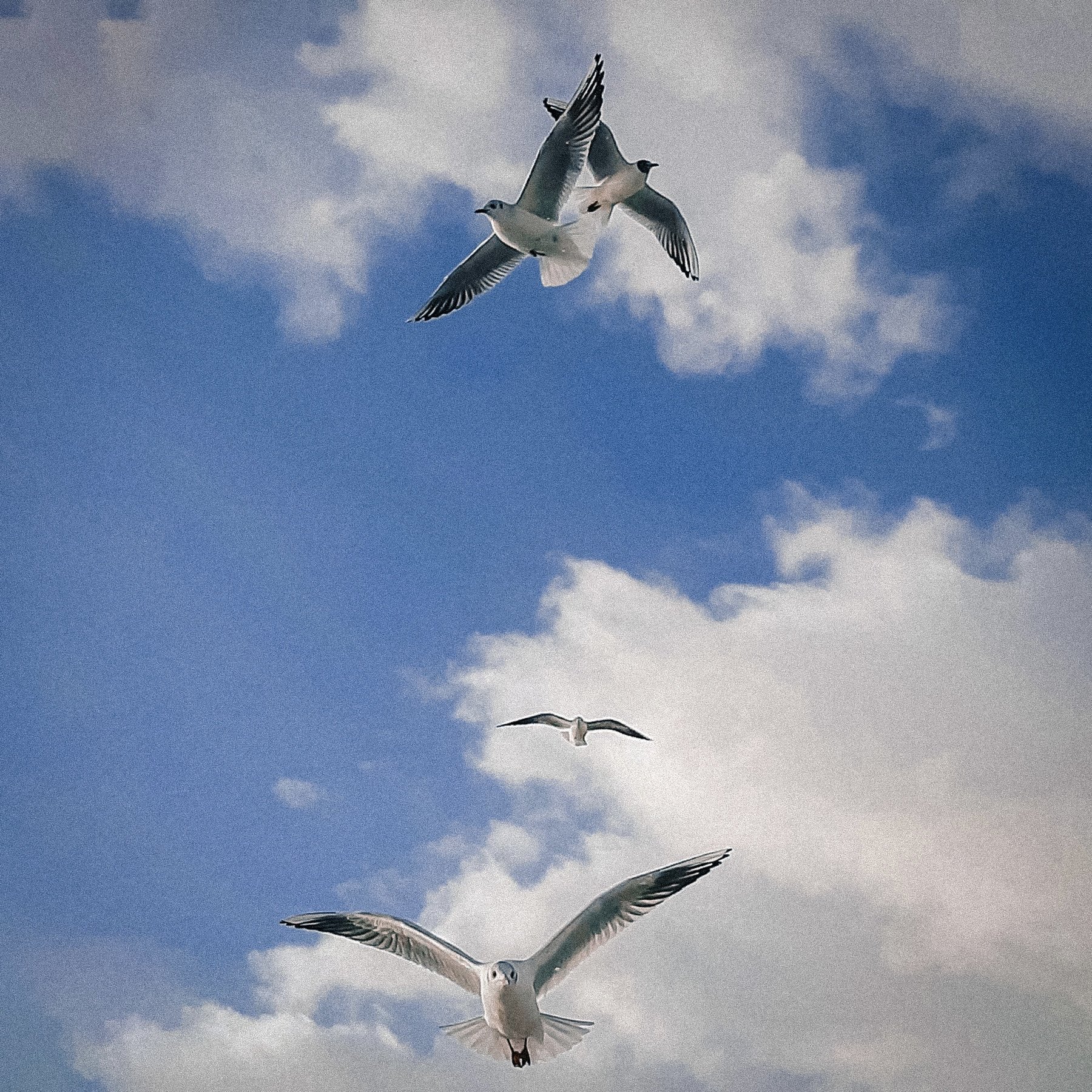 Kapela Le Payaco má za sebou kopec zahojených rán a skladbu, ktorá vznikla z čírej radosti života. Vypočujte si podmanivú pieseň Vtáci